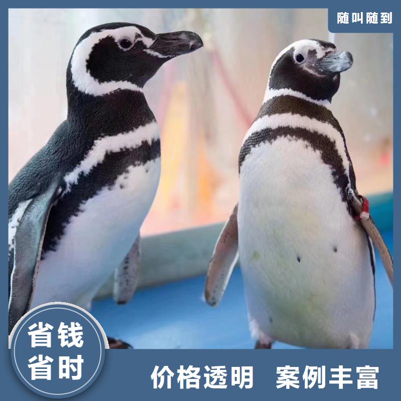 江苏海洋主题动物表演鹦鹉表演解决方案